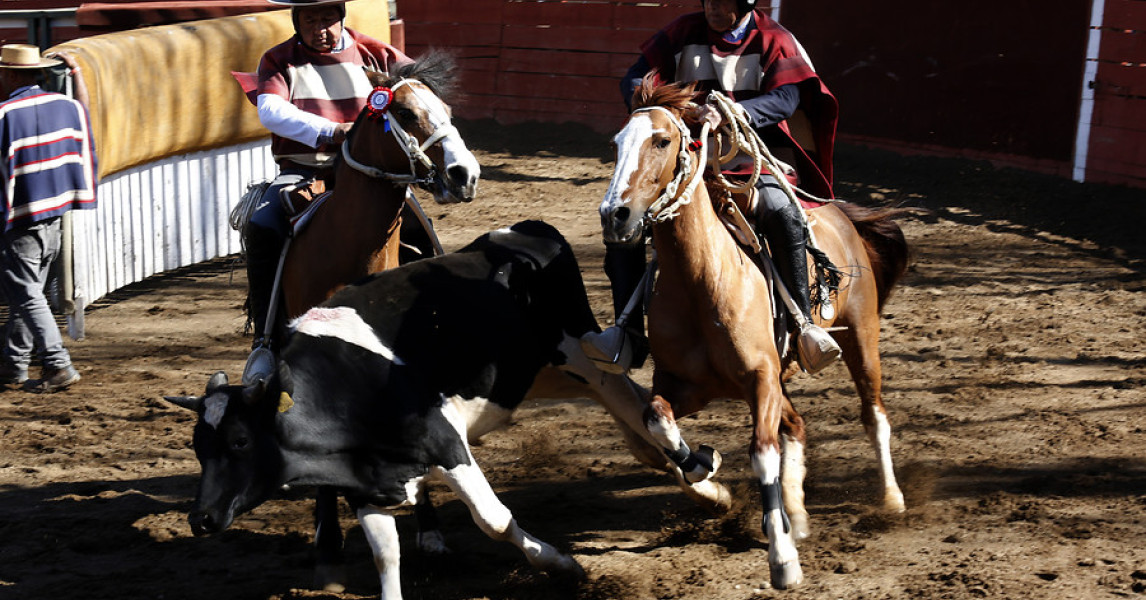 Veterinarios advierten sobre carrera de vacas e insisten en fin de ...