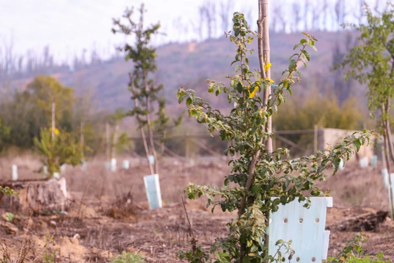 Chile recibió US$ 5 millones del Banco Mundial por plantar árboles que limpian el aire entre Maule y Los Lagos