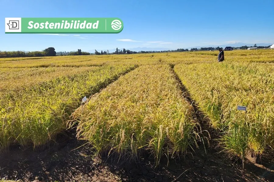 El arroz más austral del mundo se produce en la Región de Ñuble: Consume la mitad de agua y soporta climas extremos