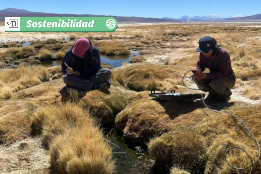 Humedales altiplánicos chilenos resaltan en congreso de geología en E.E.U.U.: Científicos enfrentan al cambio climático