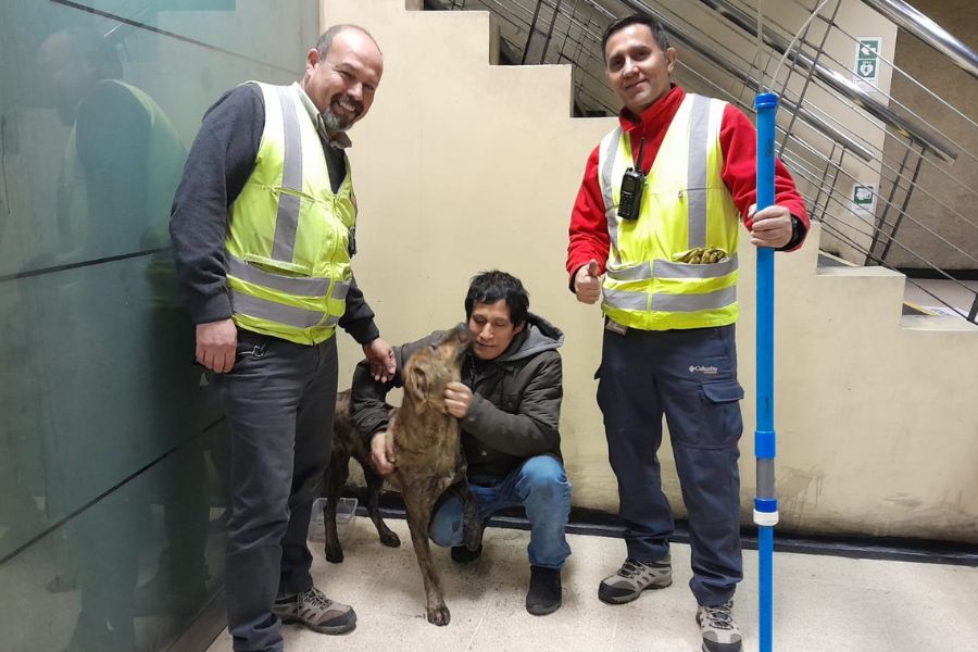 Volvió con su dueño: Rescate de perro genera complicaciones en L2 del Metro pero evita tragedia