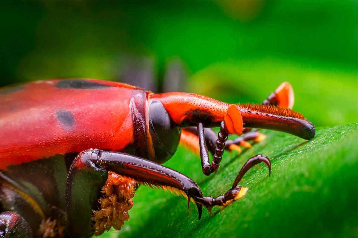 Picudo rojo, mosca de la fruta y gripe aviar: Plagas amenazan con llegar a Chile por los viajeros