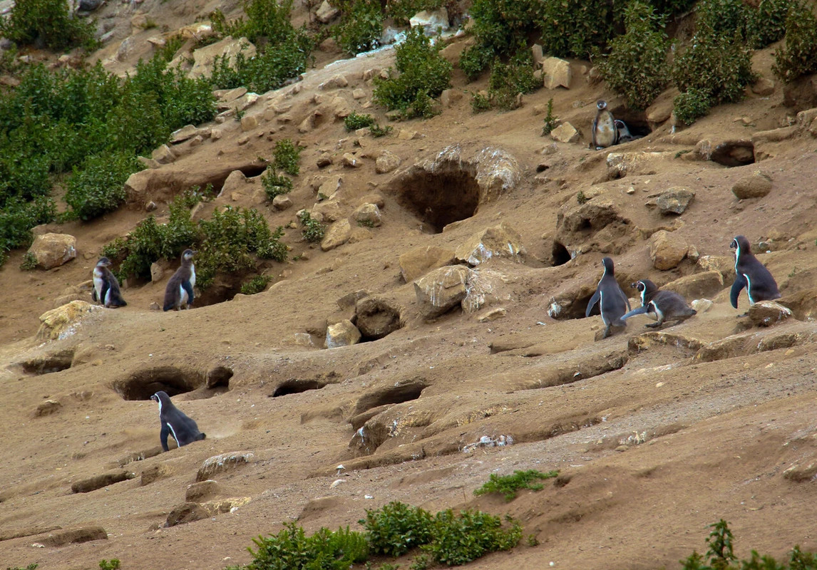 52 organizaciones de defensa de Áreas Protegidas por tercer rechazo a Dominga: “Hubiera generado grave daño ambiental”