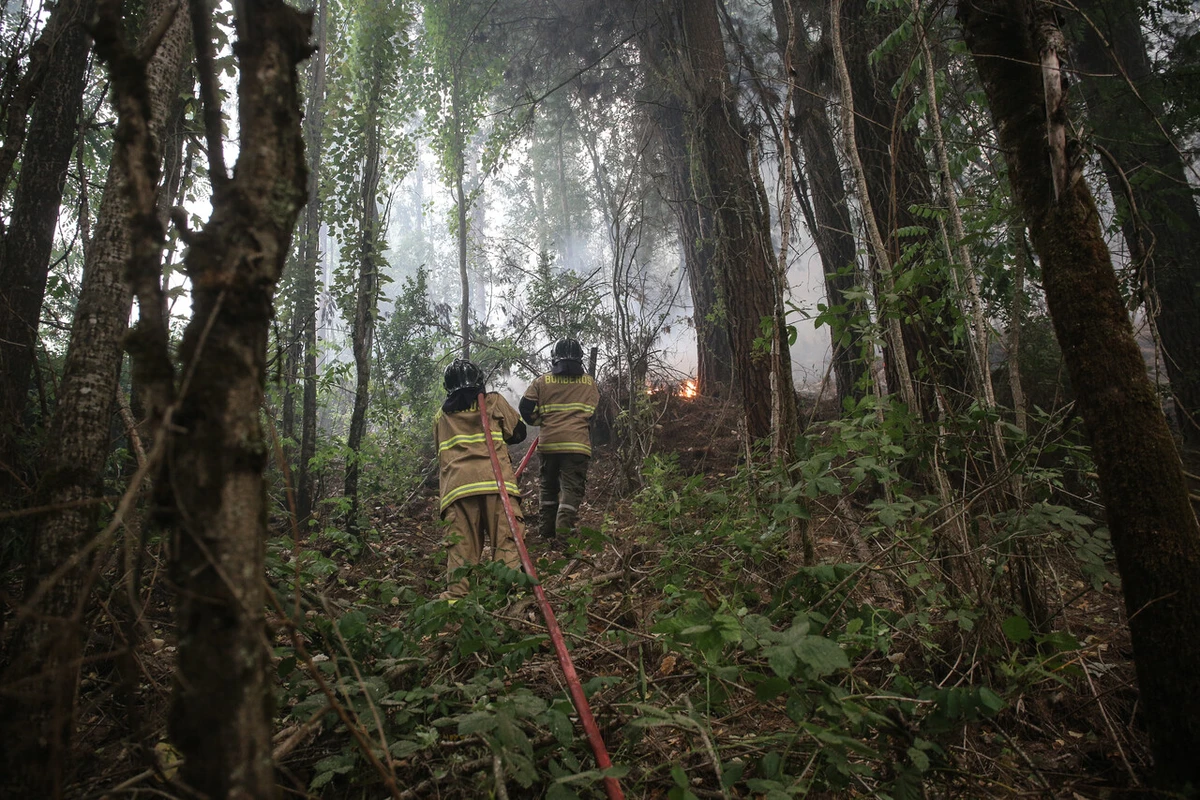 Trágico incendio forestal en Los Sauces: Mueren tres brigadistas de la CMPC producto del fuego