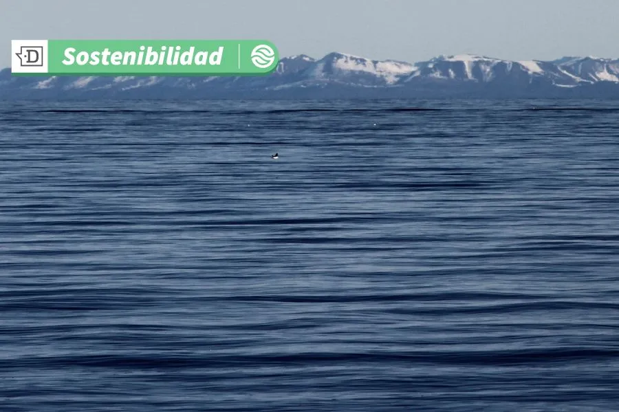 Bosques de macroalgas de la Patagonia chilena: Salmoneras, pesca industrial y cambio climático dañan estos ecosistemas