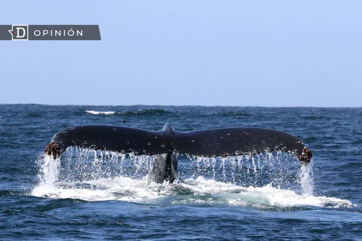 Ballena muerta en Aysén y la responsabilidad de Cooke Aquaculture