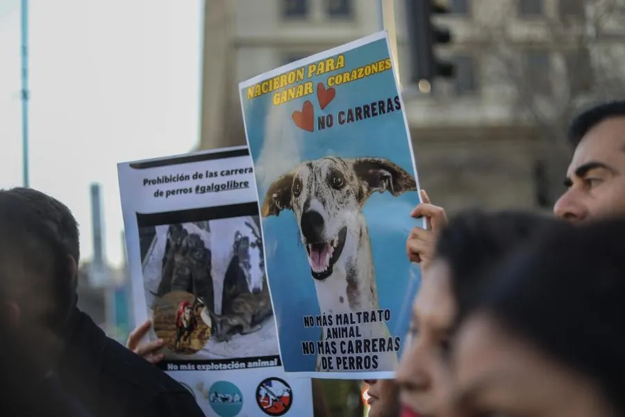 Fin a las carreras de galgos: Congreso Nacional aprueba proyecto que solicita al presidente prohibirlas por decreto