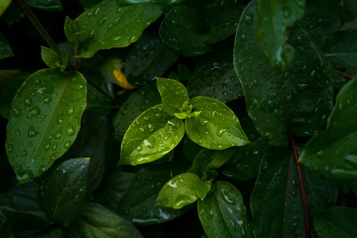 Los 4 tips que mantendrán vivas e hidratadas tus plantas del hogar a causa de las altas temperaturas