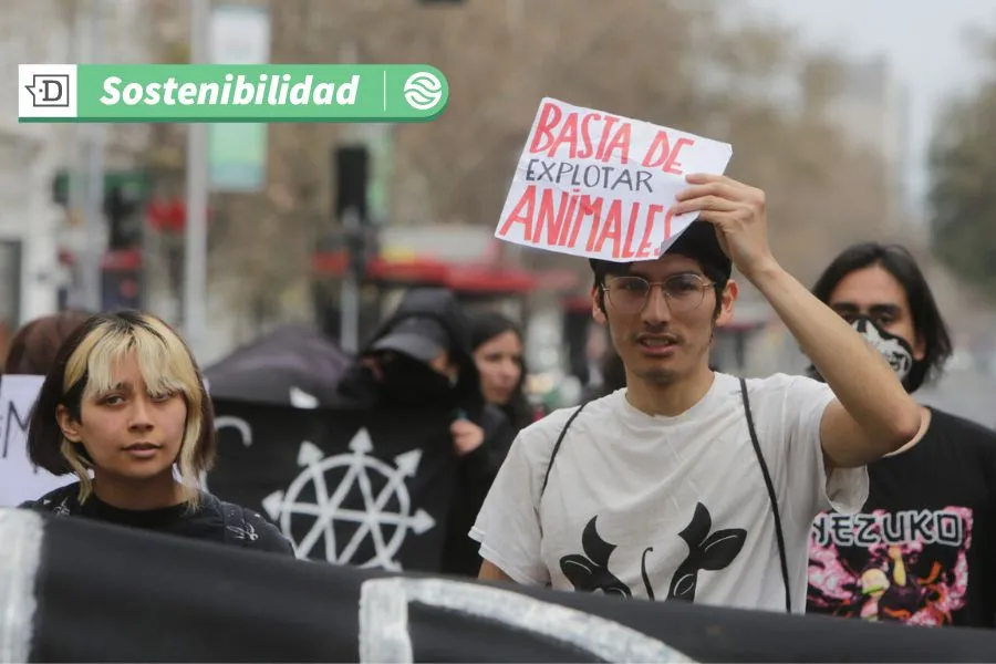 Chile le dice no a la crueldad animal: Entra en vigor ley que prohíbe los experimentos para la industria cosmética