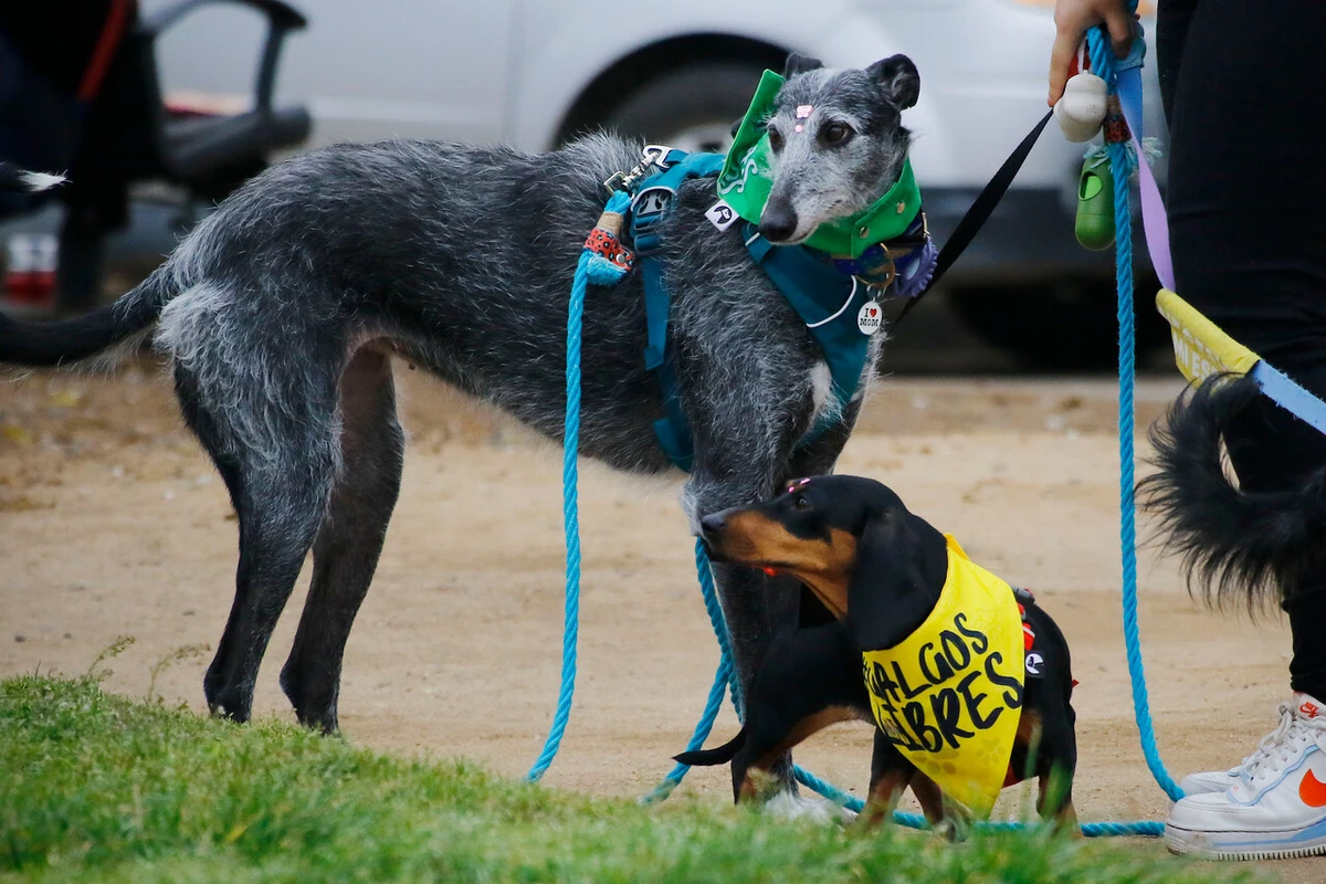 Diputados instan a Boric a prohibir las carreras de galgos, siguiendo ejemplos de Argentina y Uruguay