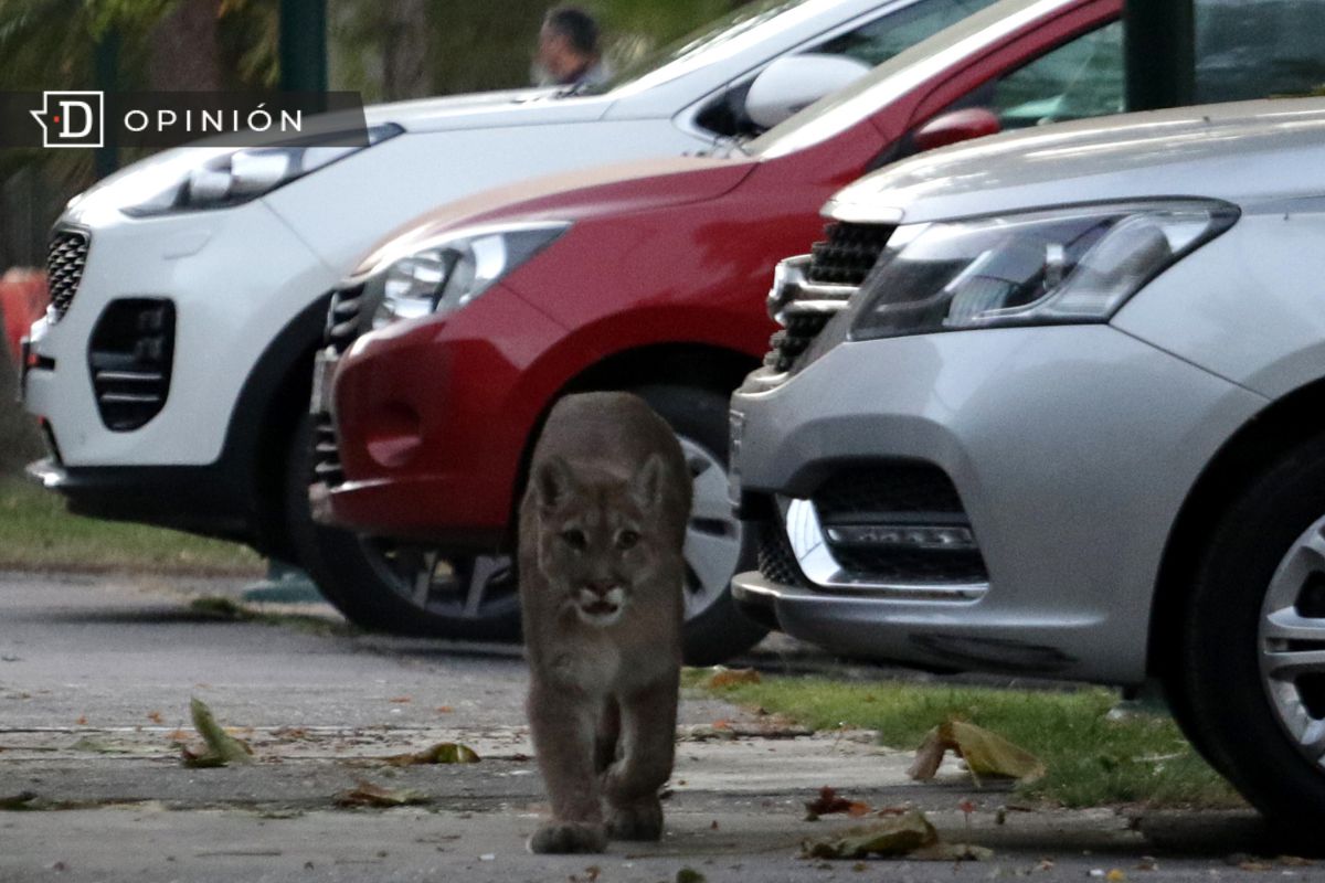 Fauna silvestre y las ciudades: ¿Cómo coexistir sin perjudicar a ambas partes?