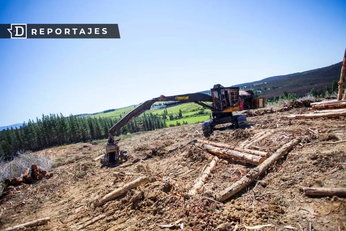 “A mí me discriminaron por ser mapuche”: Empresario de Collipulli revela los “negocios sin papeles” que por años hizo Forestal Mininco