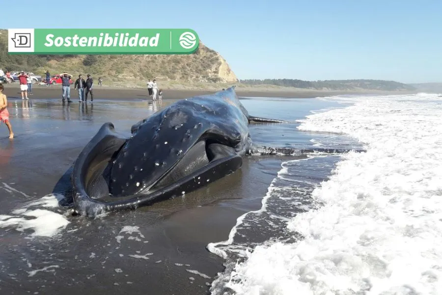 Chile encabeza mortalidad de ballenas por choques con embarcaciones: Científicos proponen medidas para evitarlo