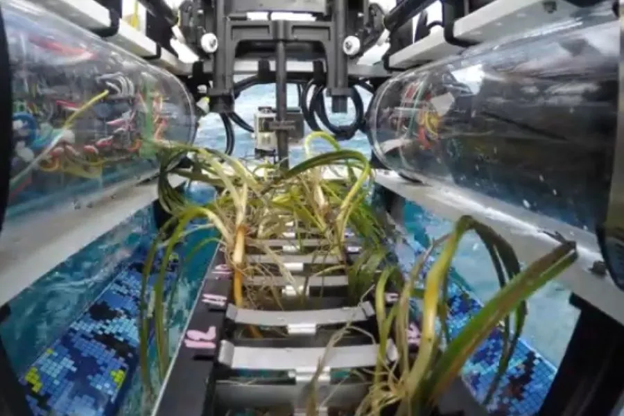 VIDEO| Innovación mundial en restauración de ecosistemas: Robot planta pasto marino en Santa Catalina, California