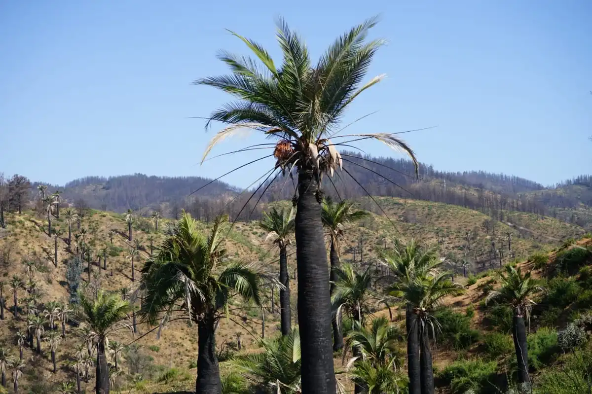 Miles de palmas en peligro de extinción quemadas en Viña se recuperan a un año del incendio: 20% murieron