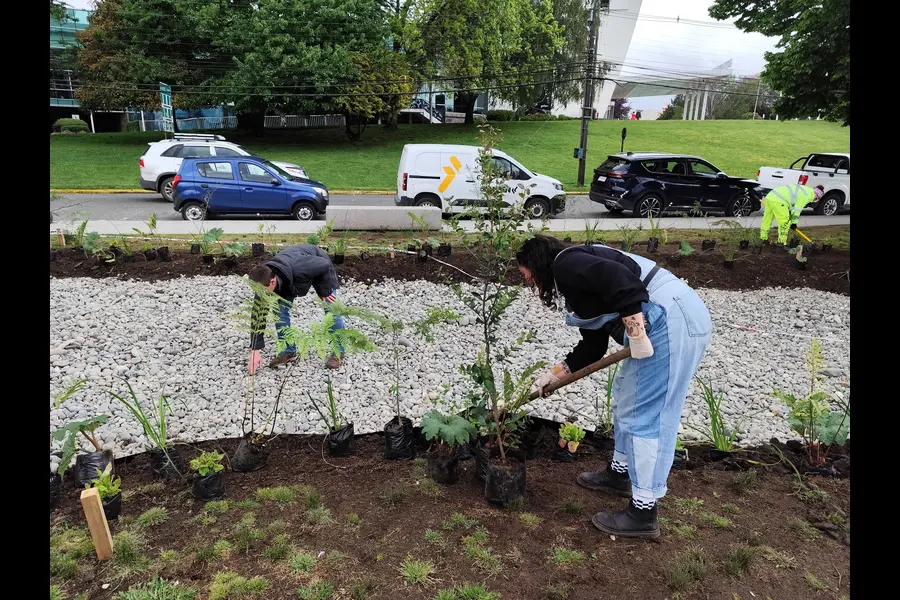 Bosque hundido en Valdivia.