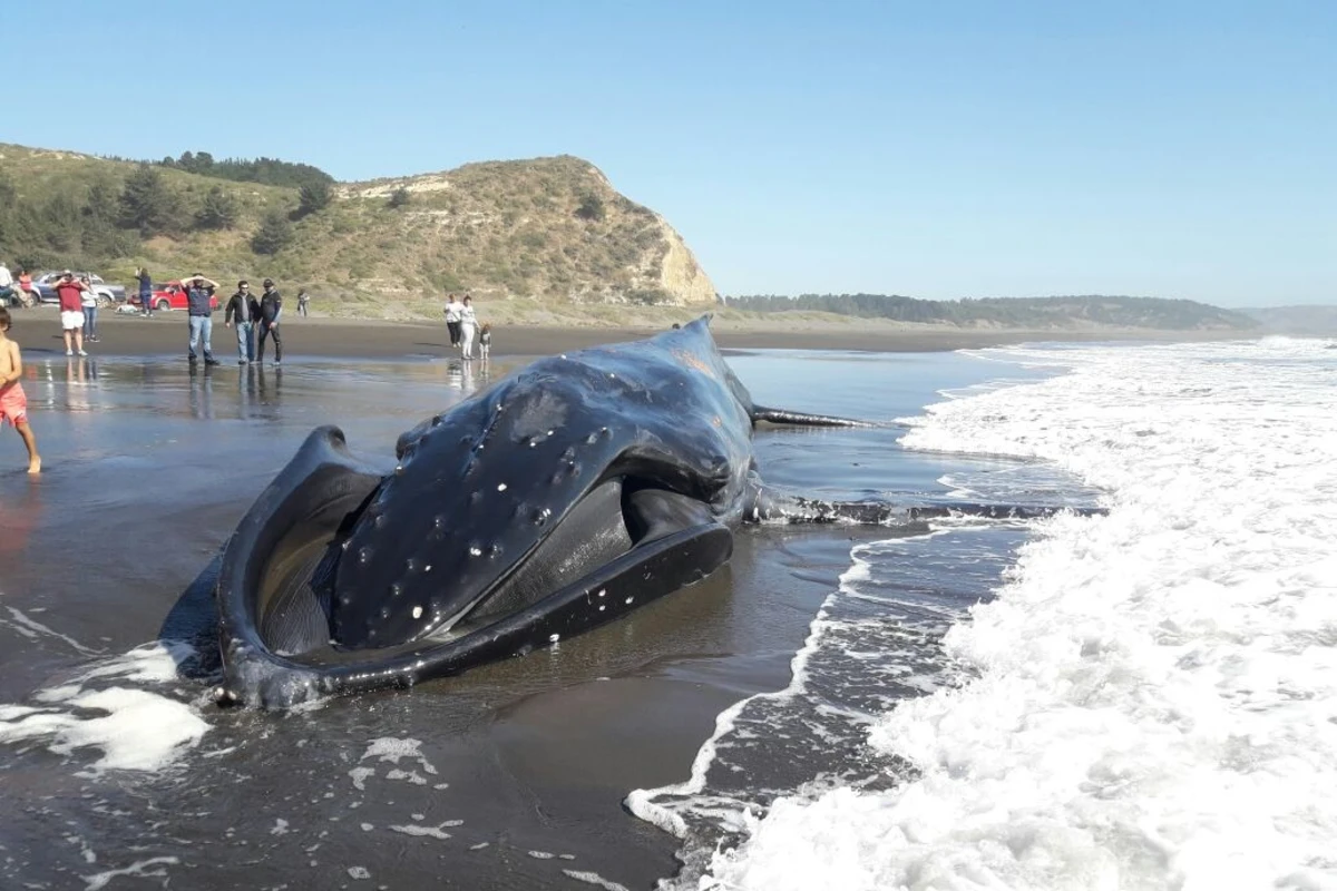 Dos ballenas murieron chocadas por barcos en Chile en una semana: País muestra su preocupante récord