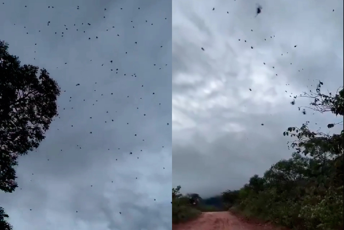 VIDEO| Lluvia de arañas en Brasil: Así fue el fenómeno que sorprendió a habitantes de São Thomé das Letras