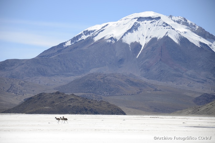 Estado se lanza contra otra minera por daño ambiental en salar y por afectar a flamencos