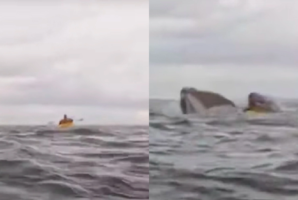 VIDEO| “Sentí algo baboso que me succionaba”: Dramático relato de joven tragado por ballena en Punta Arenas