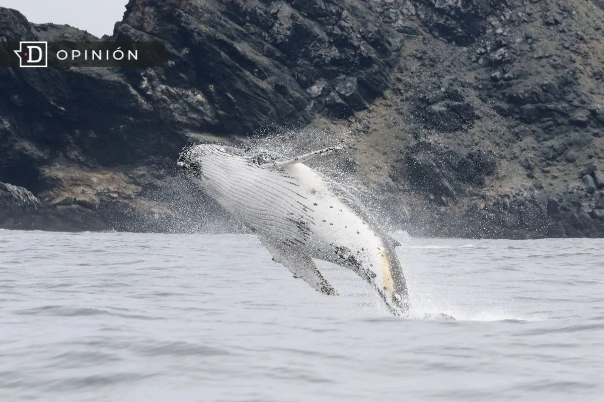 Día mundial de las ballenas: Las oportunidades para la conservación de estos gigantes