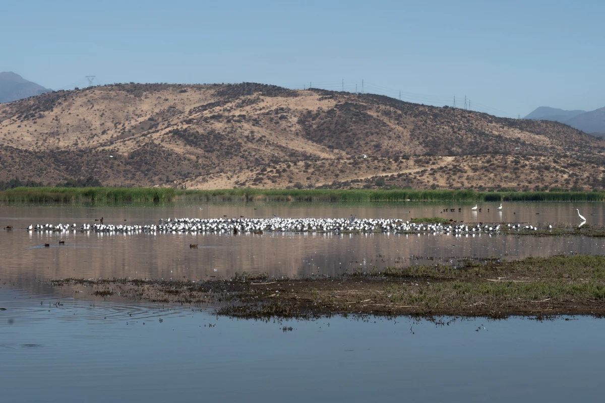 Loteos irregulares y posible venta de agua a industria amenazan el humedal de Batuco, hogar de animales en peligro