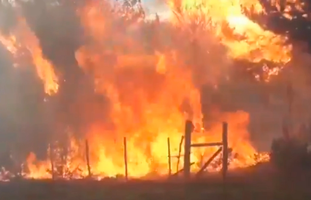 Incendio de la Patagonia argentina atraviesa cordillera y llega a Chile: Van casi 50.000 hectáreas arrasadas