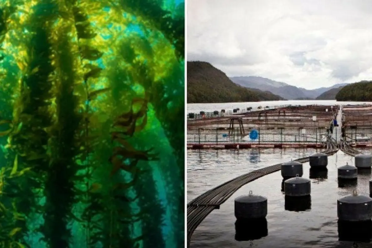 Bosques de algas en la Patagonia esenciales para el equilibrio ecológico marino en crisis por salmoneras