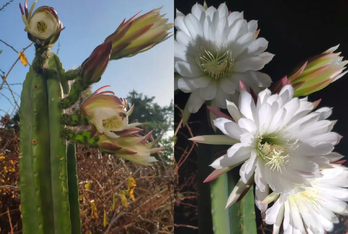 VIDEO| Musicalizado con The Beatles: Así es el hermoso florecimiento del cactus San Pedro que dura 24 horas