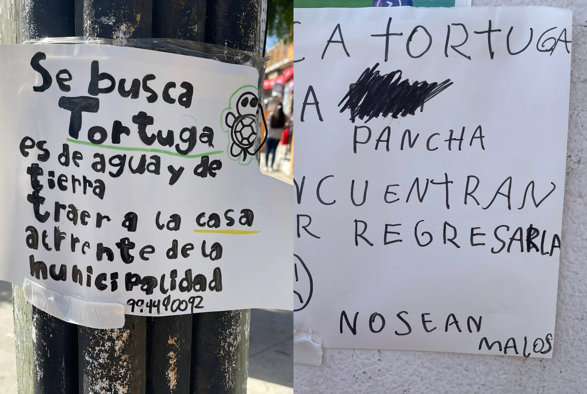 “Se busca a la Pancha”: La historia de la tortuga que se perdió en El Quisco y que tiene triste a una familia