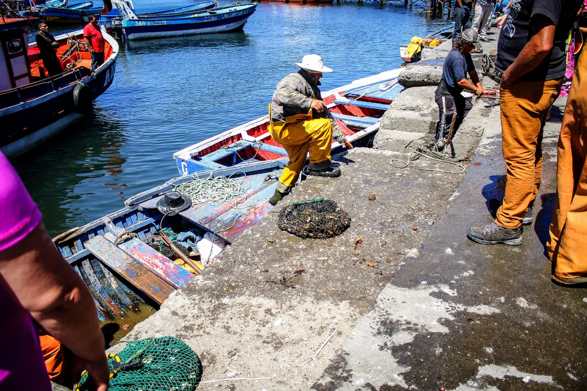 Protección de la jibia es debilitada por falta de datos científicos según acuerdo entre Chile, México, Perú y Ecuador