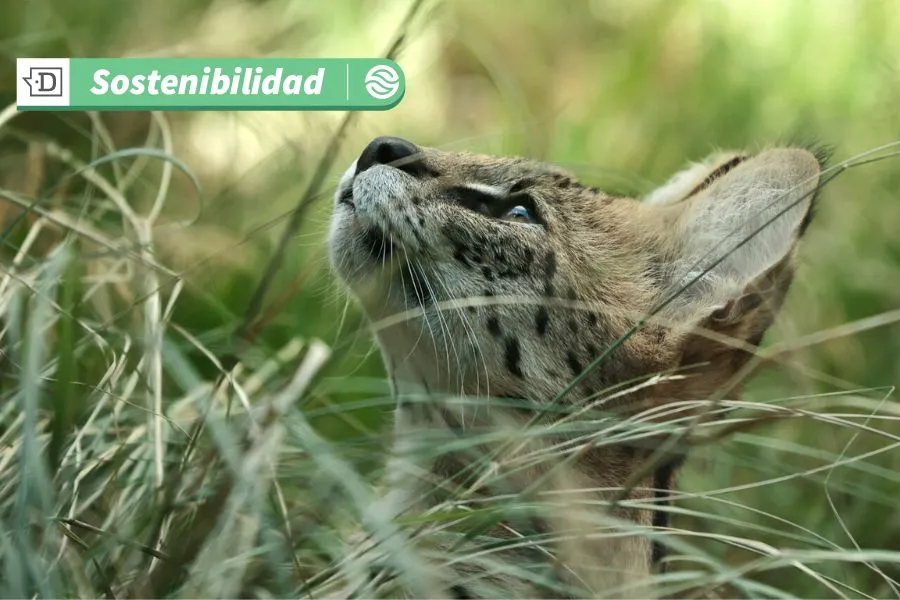 Preservar la biodiversidad en el mundo: La COP16 de Roma concluye con un plan de trabajo de cinco años