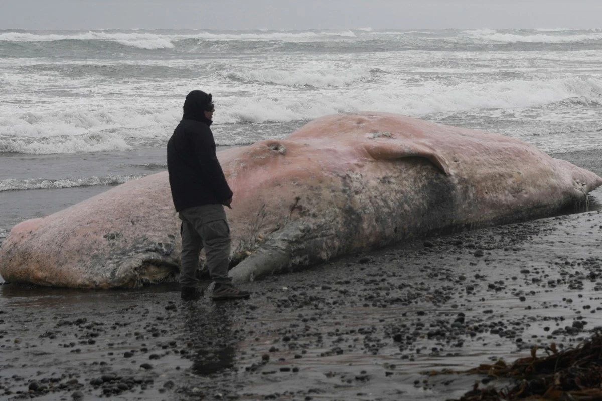 Encuentran cachalote muerto en la zona costera de Chile, corredor mortal para las ballenas