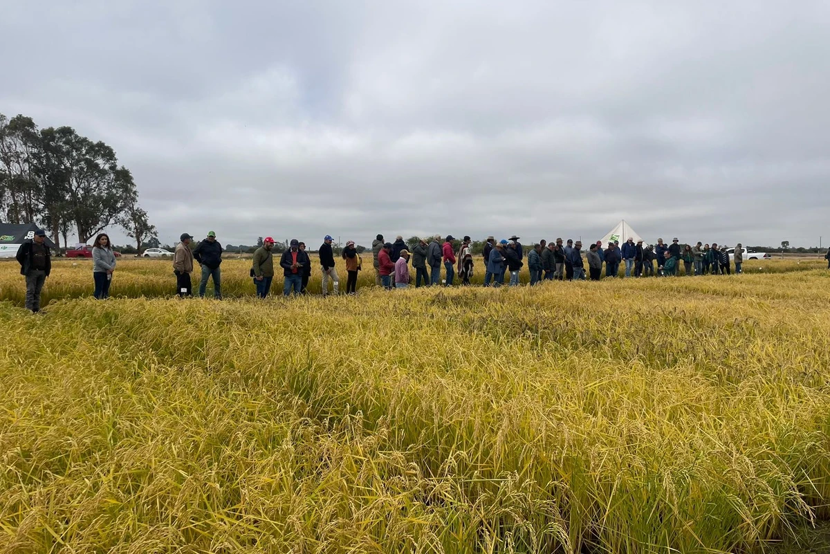 Chile innova en cultivo emblema de China: Produce arroz ecológico con mitad de agua y sin metano