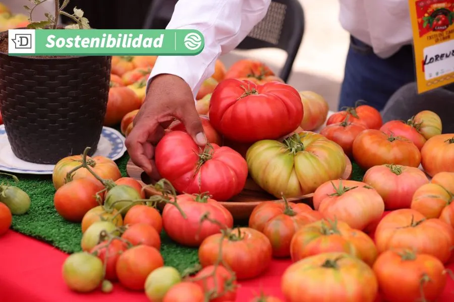 Rescatando tradiciones y agricultura local atacameña: Fiesta del Tomate en Camar contó con más de 2.500 asistentes