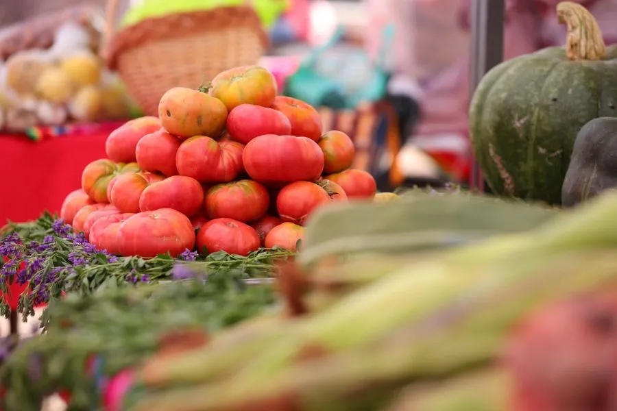 Los tomates de Camar se cultivan naturalmente.