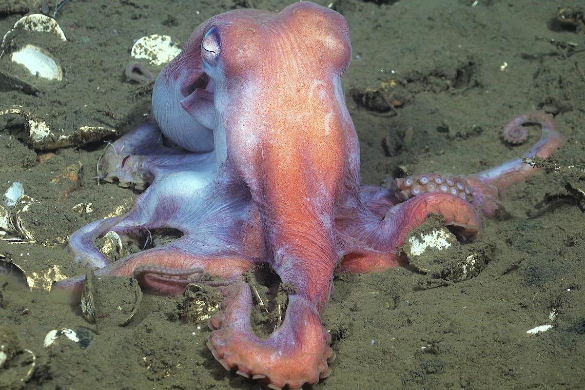 Pulpo encontrado en el fondo marino.