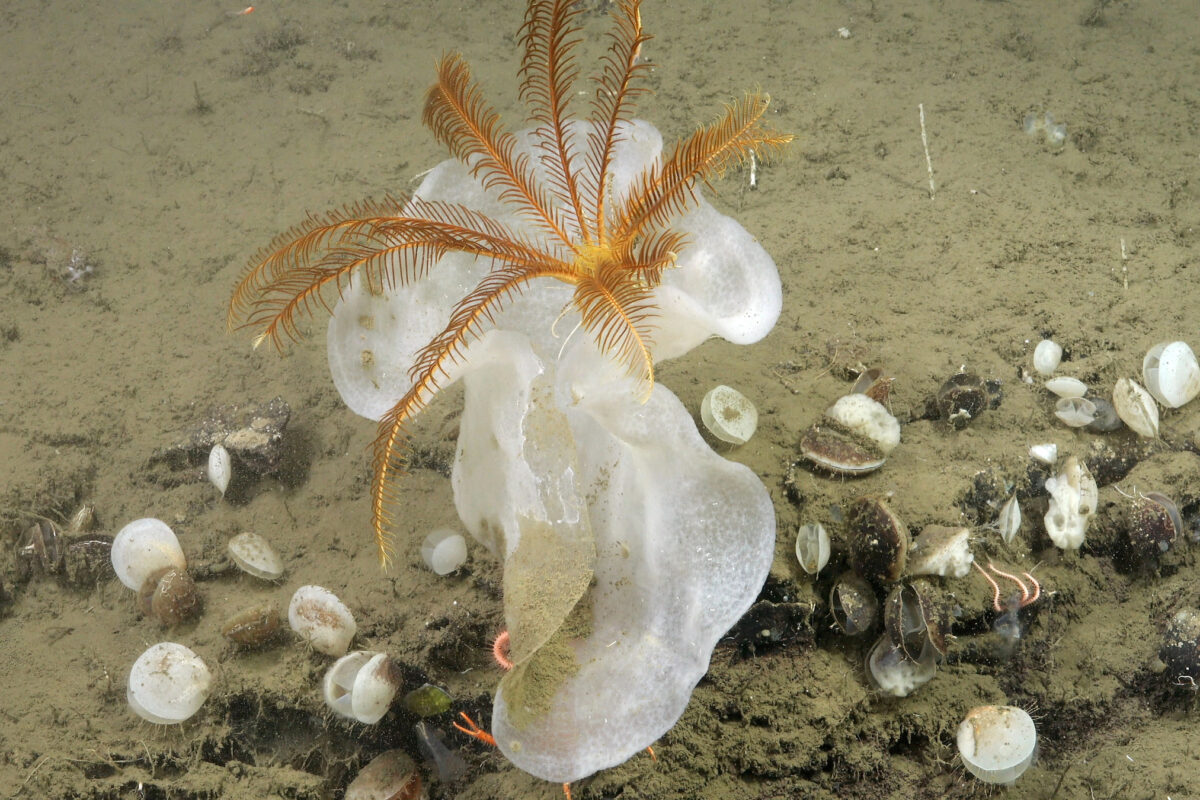 Crinoidea sobre una esponja de vidrio.