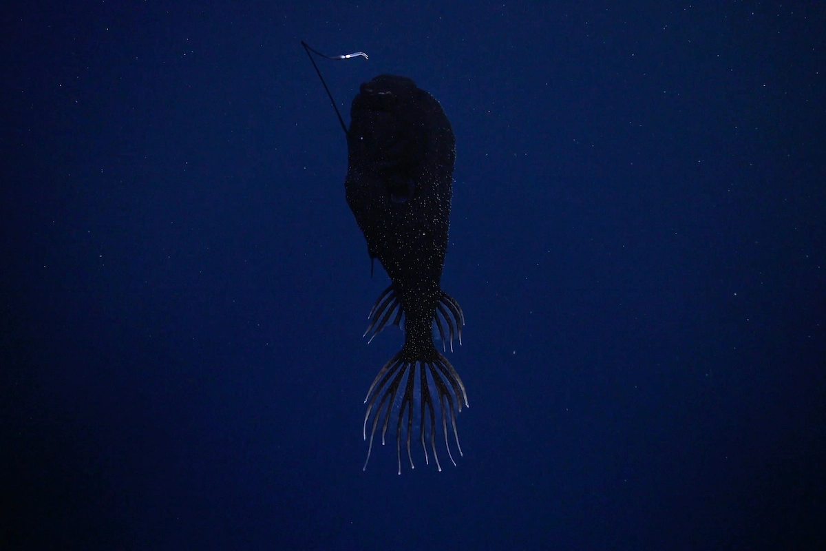 La avanzada tecnología que exige la naturaleza para ser observada en áreas inexploradas a 4.500 mts bajo el mar chileno