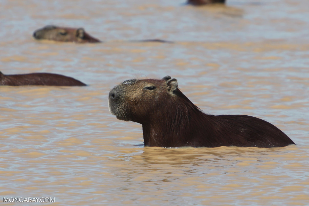 Capibaras viven oscuro momento en Perú: Los faenan y trafican su carne de forma ilegal