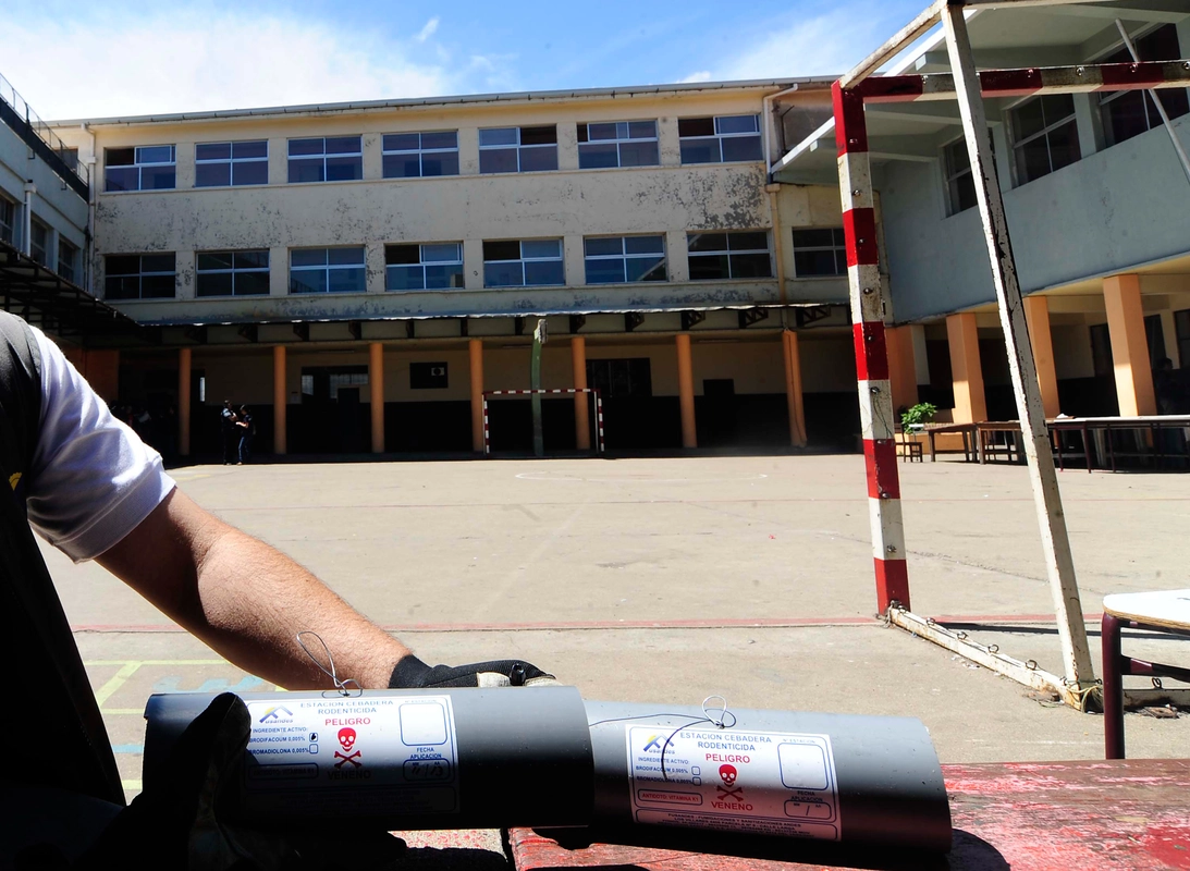 La plaga de ratones que obligó a suspender las clases en el Liceo Tecnológico Alfredo Nazar Feres de Valparaíso