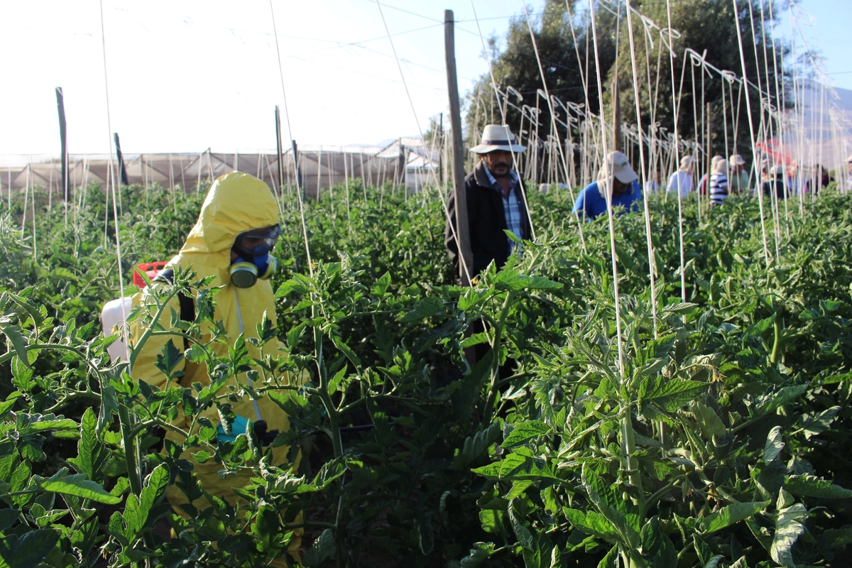 Fumigación del campo sigue amenazando la salud: Nueva norma limita su uso y genera puja con agricultores