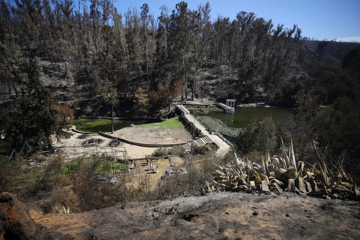 VIDEO| Así luce Jardín Botánico de Viña a un año de devastador incendio: Flora y fauna toman territorio