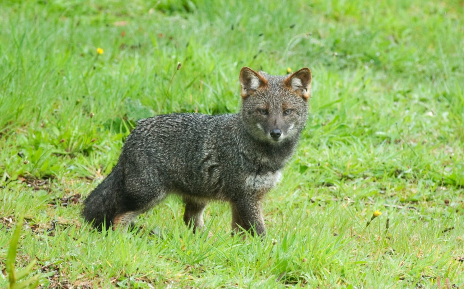 Aprueban campaña nacional para salvar al zorro chilote y el huillín de la extinción en sur de Chile