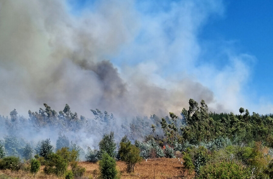 Buscan voluntarios para plantar 3 mil árboles nativos en lago Peñuelas tras megaincendio