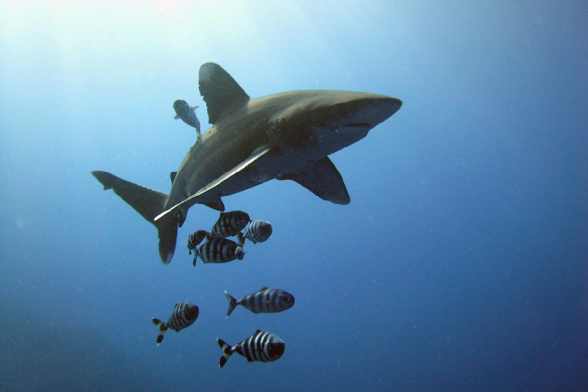 Pescan tiburones para vender sus aletas y tiran el resto del cuerpo: La nociva práctica que se denuncia en el Océano Índico