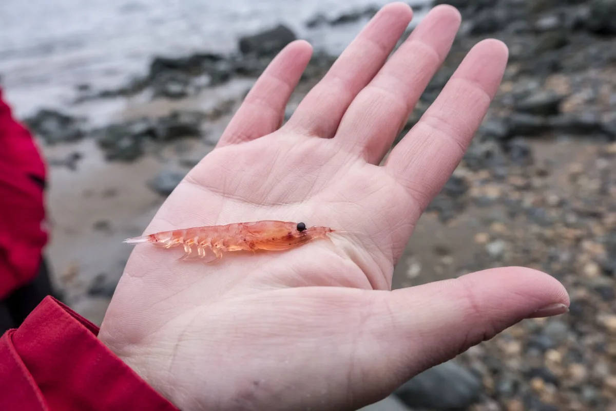Pesca de krill antártico como superalimento para humanos y salmones amenaza alimentación de ballenas