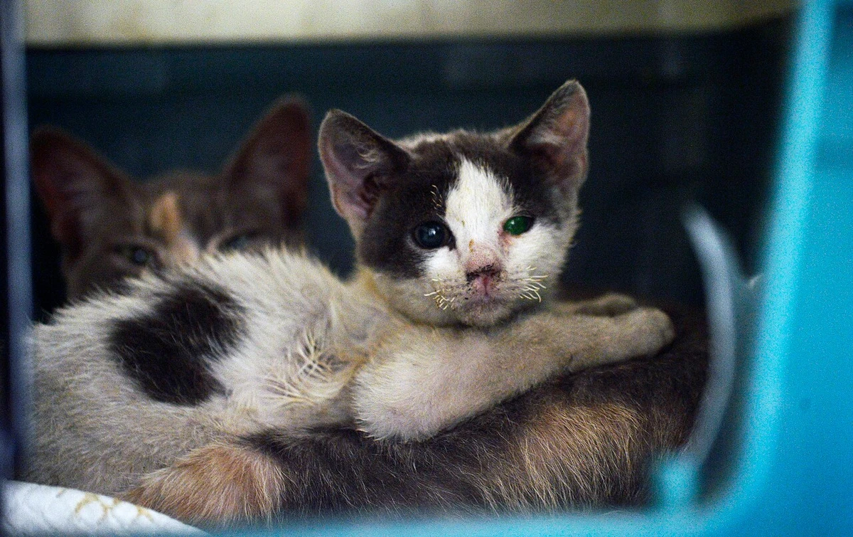 Maltrato animal: Cómo ingresar una denuncia en Comisaría Virtual y qué documentos necesitas