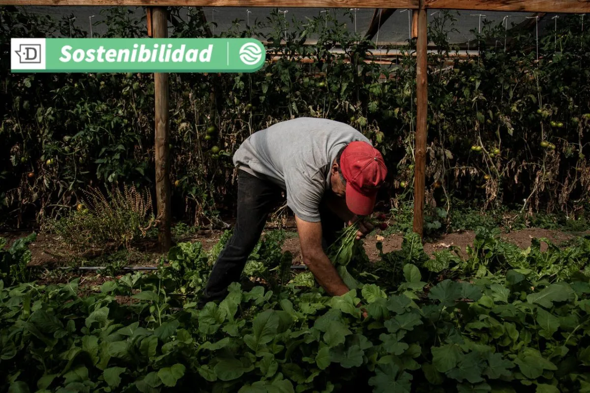 Hortalizas y agricultura resiliente: 21 empresas de Lampa, Paine y Melipilla logran certificación de producción limpia