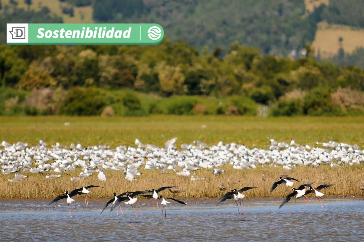 Los 5 ejes por los que Chile fue calificado como referente mundial en modelos de trabajo positivo con la naturaleza